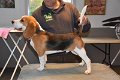Afb_20171112_Louie (2)